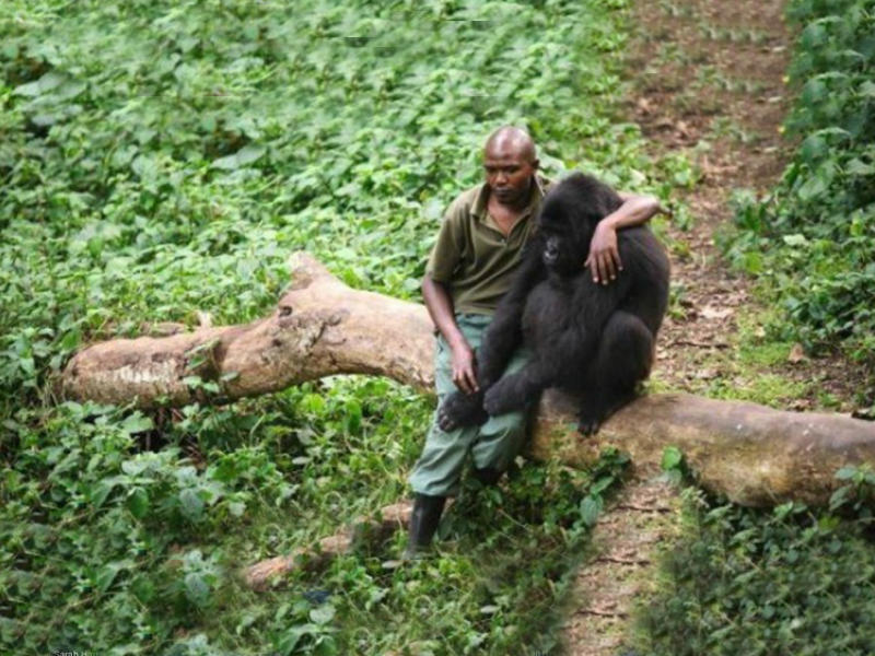 Душещипательный момент утешения осиротевшей гориллы