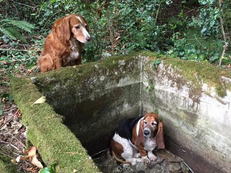 Собака неделю просидела возле попавшего в яму друга