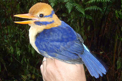 Орнитолог убил считавшуюся вымершей птицу