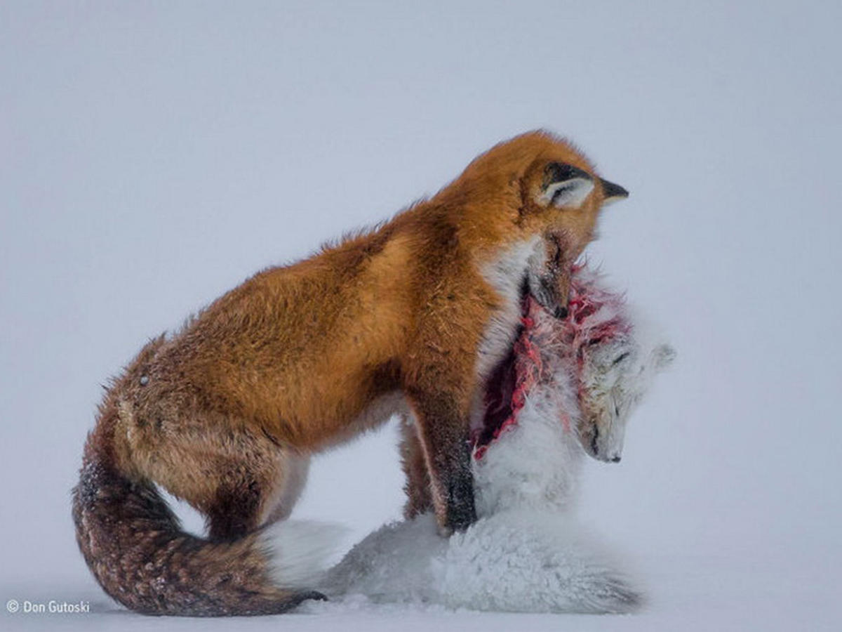 Победители конкурса «Фотограф дикой природы — 2015»