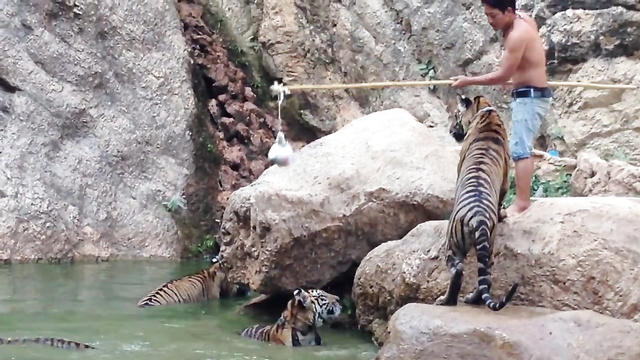 Парень пытается загнать тигров в бассейн, а потом...