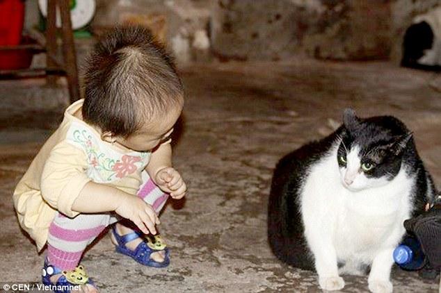В Вьетнаме живет гигантский кот