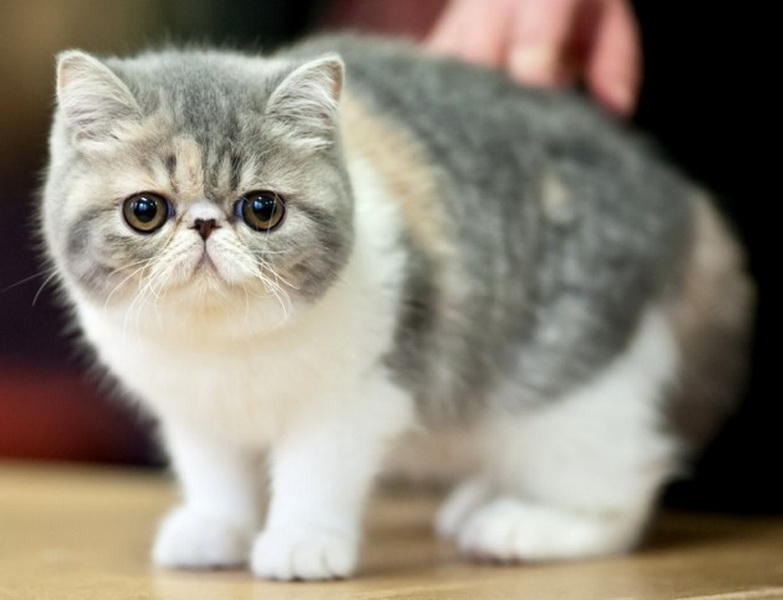 Экзотическая короткошерстная кошка