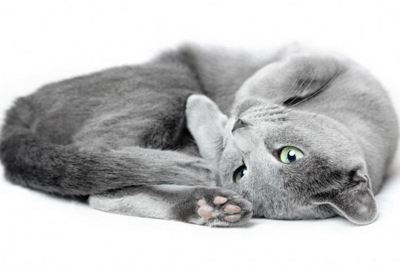 Русская голубая кошка Русская голубая кошка
