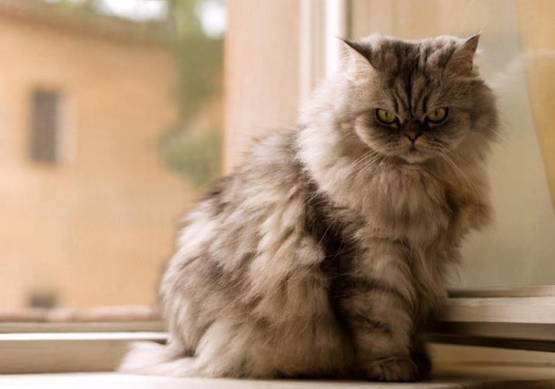 Персидская кошка