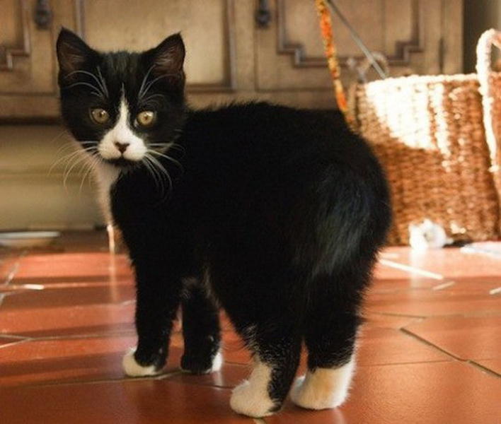 Мэнская кошка