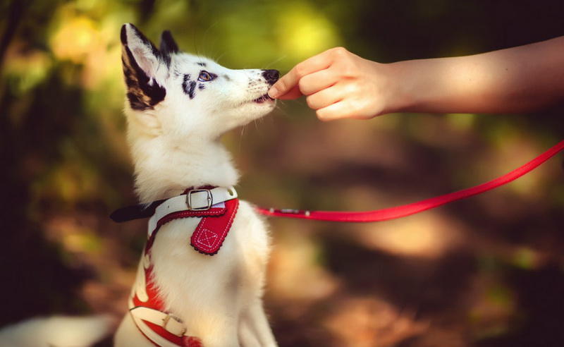 Возможные проблемыНе нужно забывать о том, что лисы - животные дикие. Они вполне могут представлять определенную опасность мелкой живности и даже детям - если не уделять воспитанию лиса достаточно времени, вы получите просто дикого зверя, не очень-то довольного постоянно замкнутому пространству.