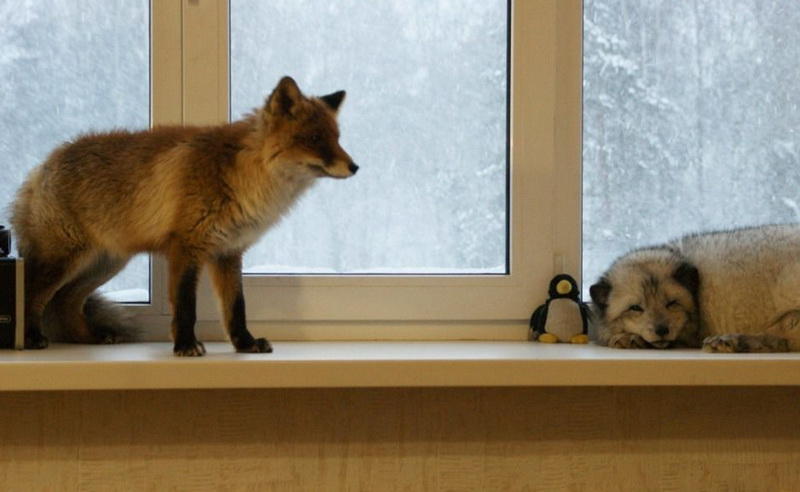 Где искать лисаЛучше всего будет обратиться в один из проверенных   центров разведения, где вам гарантированно продадут ручного и здорового лисенка. Проще всего найти нового друга в сети - средняя стоимость месячного щенка не превышает двадцати тысяч рублей.