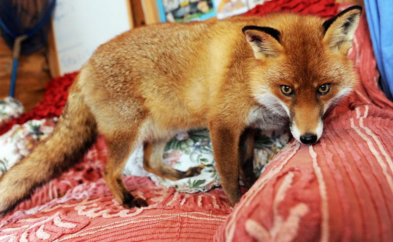 Другие животныеХотя на воле лисы предпочитают жить в одиночку, это вполне контактные животные. Они очень быстро подстраиваются под уже существующую в доме иерархию и отлично находят общий язык как с собаками, так и с кошками.