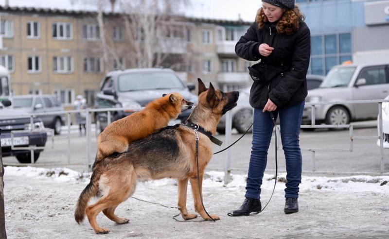 Начало прекрасной дружбыСобственно, никаких особых указаний по одомашниванию лис не существует. Чем больше времени вы уделяете своему питомцу - тем больше он к вам привыкает. Лисы очень любят играть и отлично поддаются дрессировке.