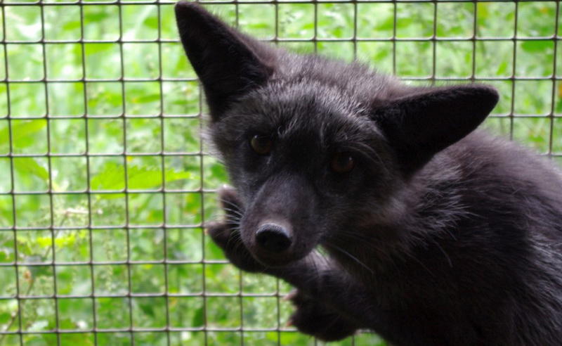 ЕдаЭти животные всеядны, почти как обычные собаки. Так что, можно смело кормить их качественным собачьим кормом с определенными добавками: лисам требуются овощи, фрукты и ягоды.