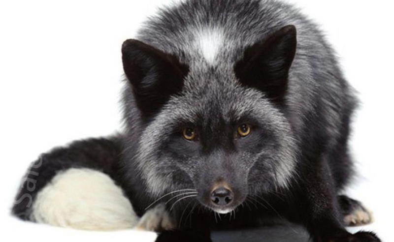 ДомЛиса требует определенного ухода. Более того, вашему необычному питомцу обязательно потребуется свое логово. Малогабаритная квартира - не лучшее место. Лису придется отдать как минимум балкон, где нужно выстроить загородку, оборудовать туалет (они, по счастью, быстро приучаются следить за собой).