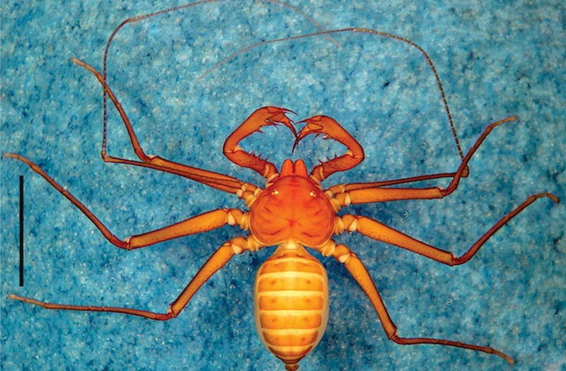 В Бразилии найдены новые виды выглядящих пугающе пауков