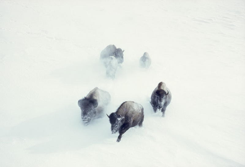 неизданные фото из архива National Geographic 
