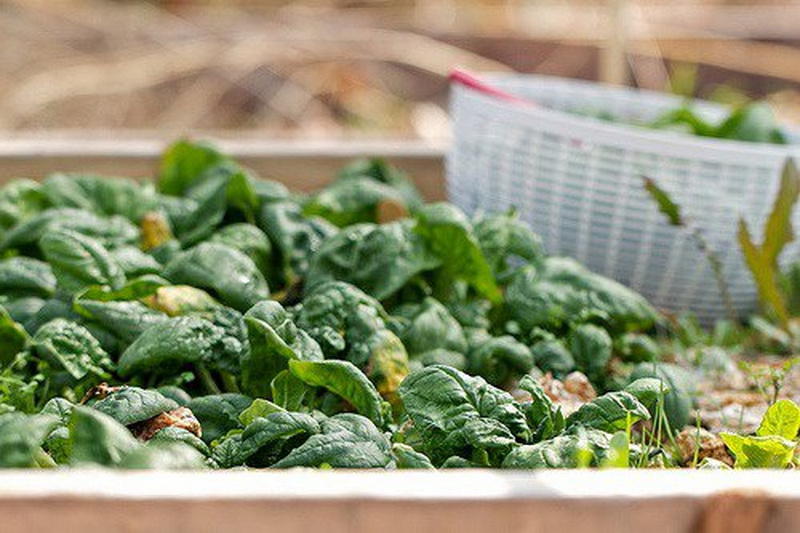 30 продуктов, содержащих железо, которые помогут справиться с усталостью и головной болью