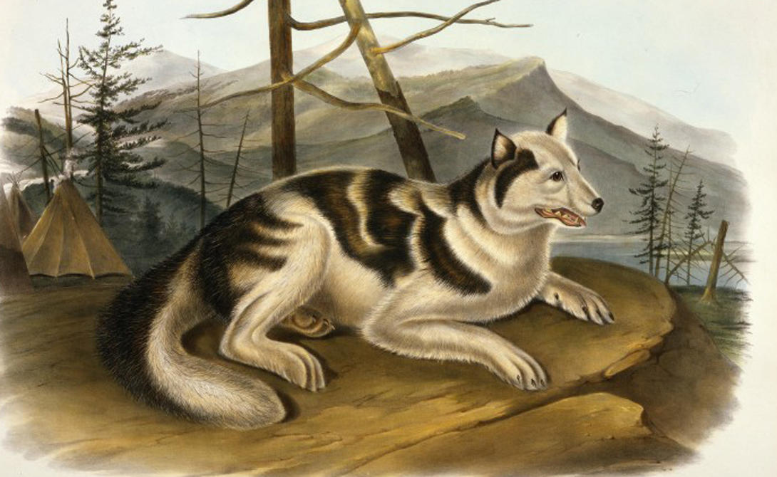 Сальские шерстяные собакиКоренные обитатели Британской Колумбии никогда не разводили овец. Шерстью для бытовых надобностей этих людей обеспечивали другие животные. Одеяла, пончо, накидки - сальские шерстяные собаки были не только верными друзьями и хорошими охранниками, но и бесценным источником жизненно важного ресурса. Порода исчезла, когда на материке появились первые европейцы: завезенные ими овцы сняли потребность в собачьей шерсти.