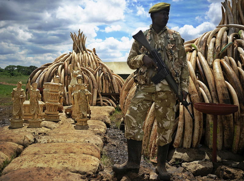 Кладбище бивней: в Кении сожгли самое большое количество слоновой кости в истории