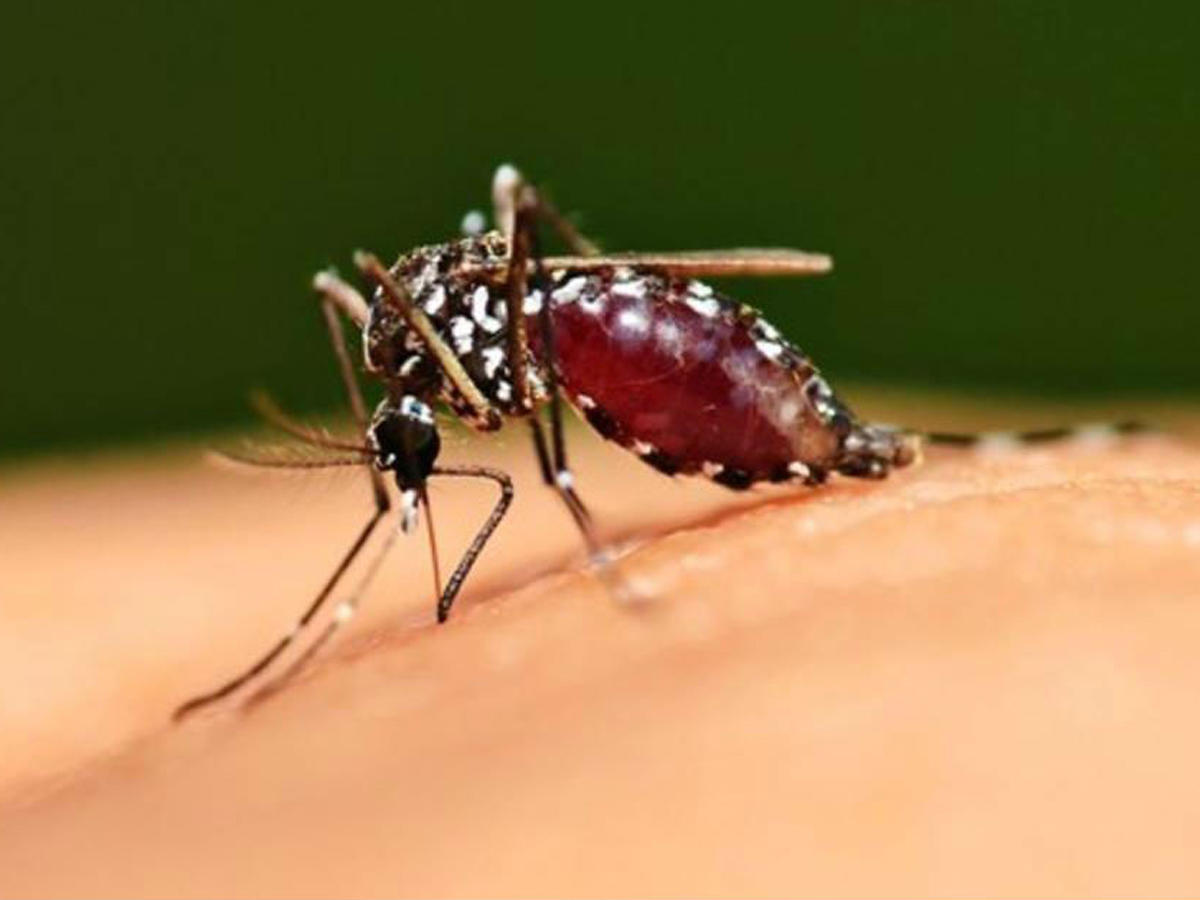 Почему на вас постоянно нападают комары, а на других людей - нет?