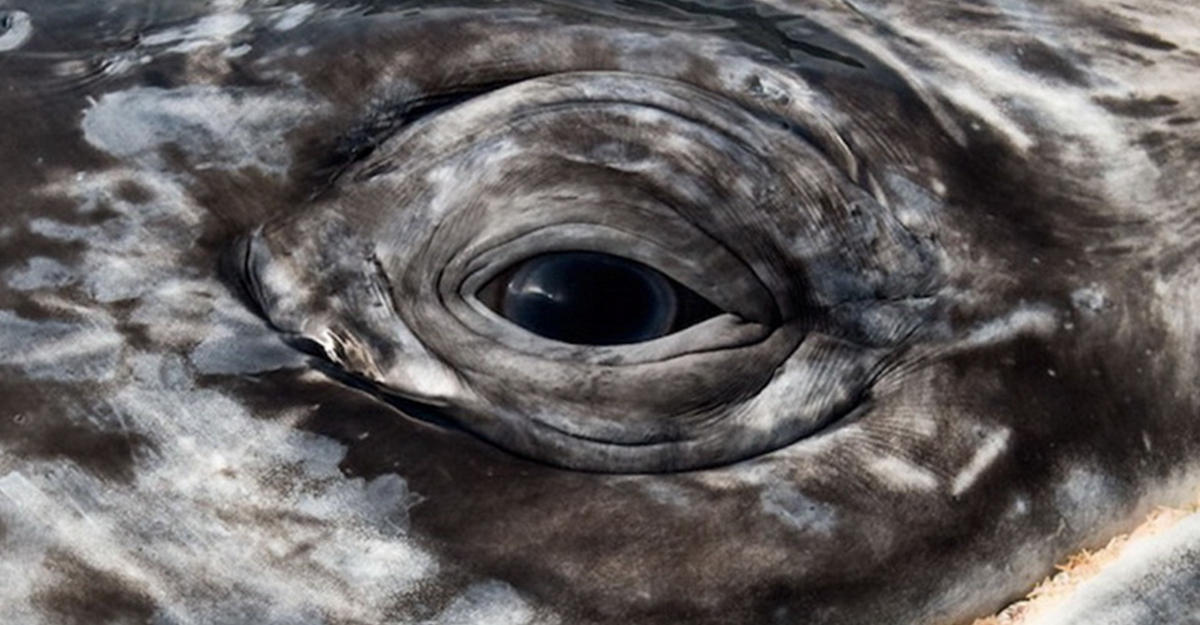 Восхитительные снимки фотографа, наблюдавшего за морскими животными более 25 лет