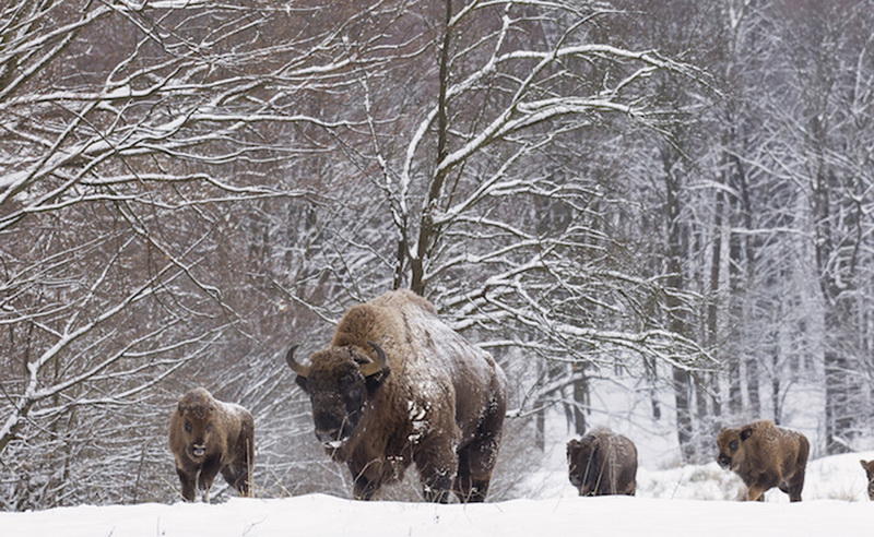 Bison family in winter day in the snow