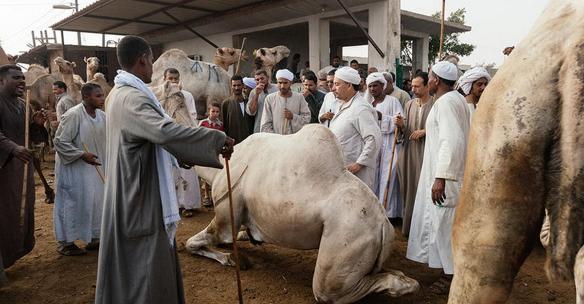 Самый большой рынок верблюдов в Африке