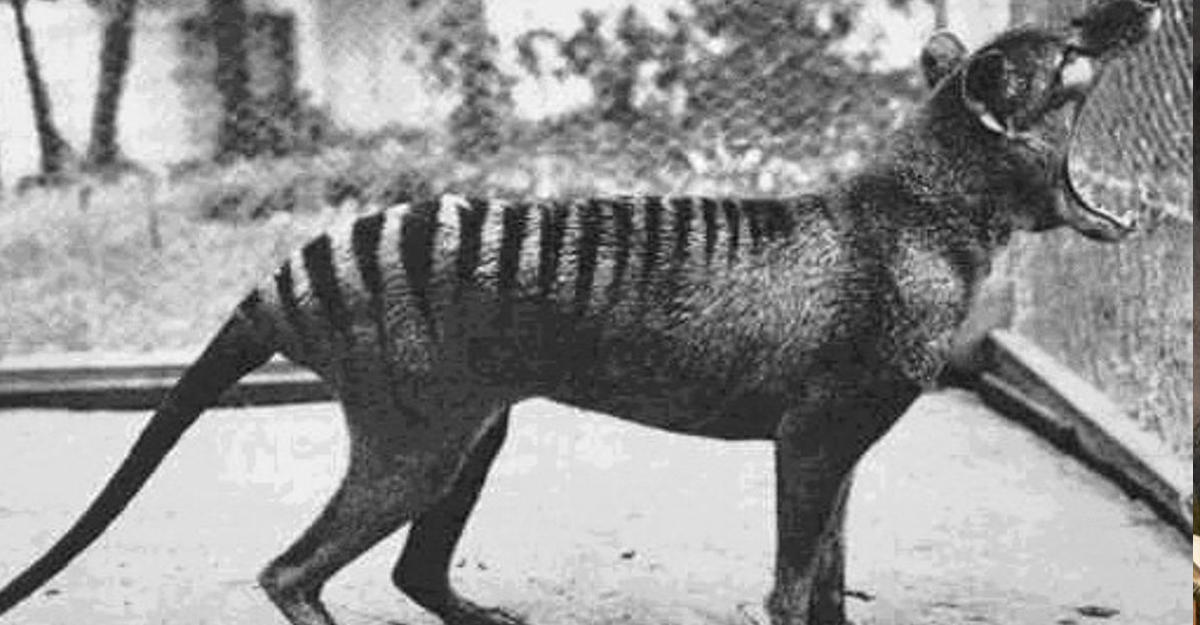Таинственная история исчезновения тасманского волка