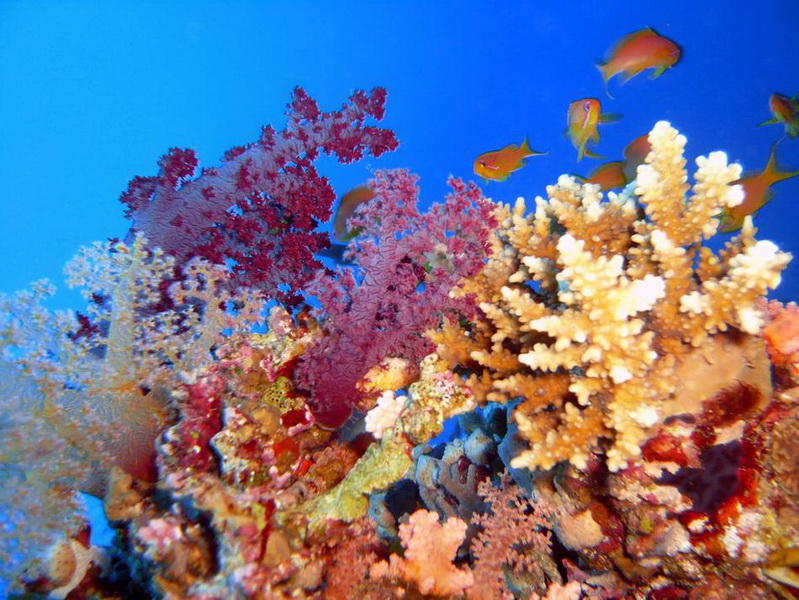 RedSeaGorgeous