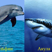 Выяснилось, почему акулы боятся дельфинов <span class="color_red">- ВИДЕО</span>