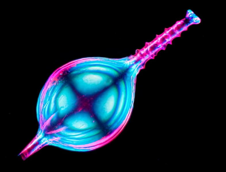 makrofotografiya-23-10-990x756