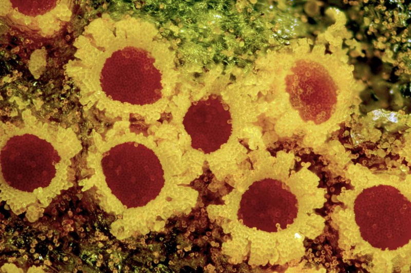 makrofotografiya-23-12-990x660