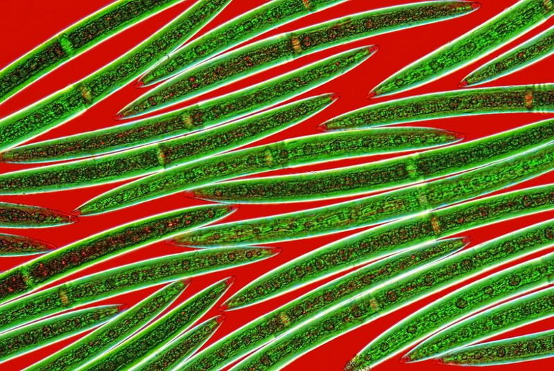 makrofotografiya-23-14-990x663