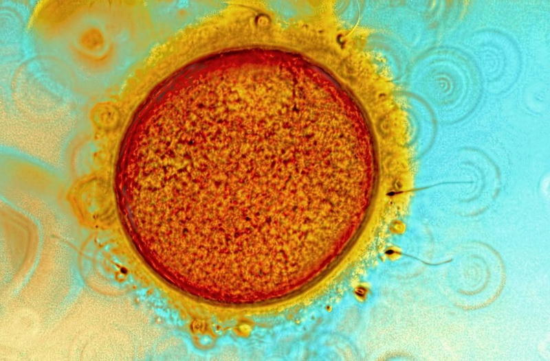 makrofotografiya-23-18-990x651