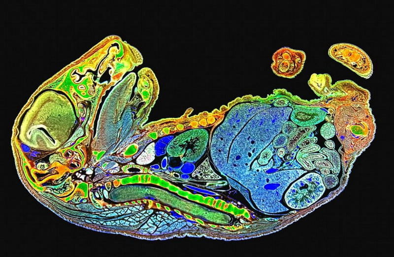 makrofotografiya-23-2-990x646