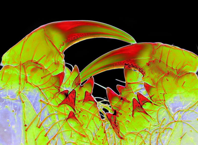 makrofotografiya-23-7-990x725