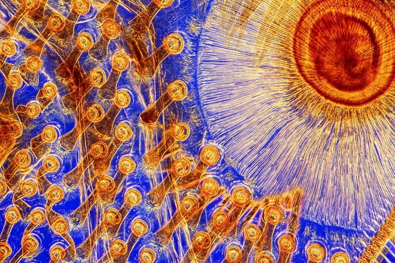 makrofotografiya-23-8-990x660