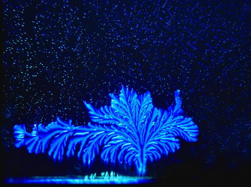 makrofotografiya-23-9-990x740