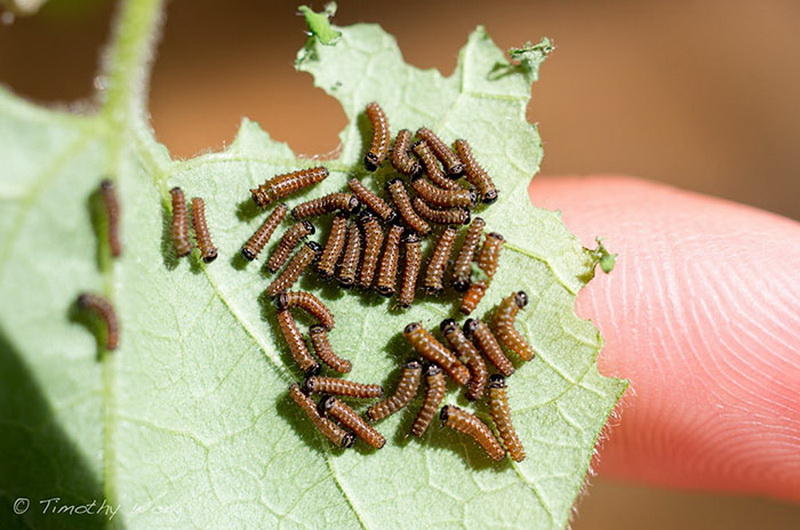 Биолог выводит исчезающий вид бабочек у себя в саду