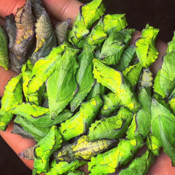 Биолог выводит исчезающий вид бабочек у себя в саду