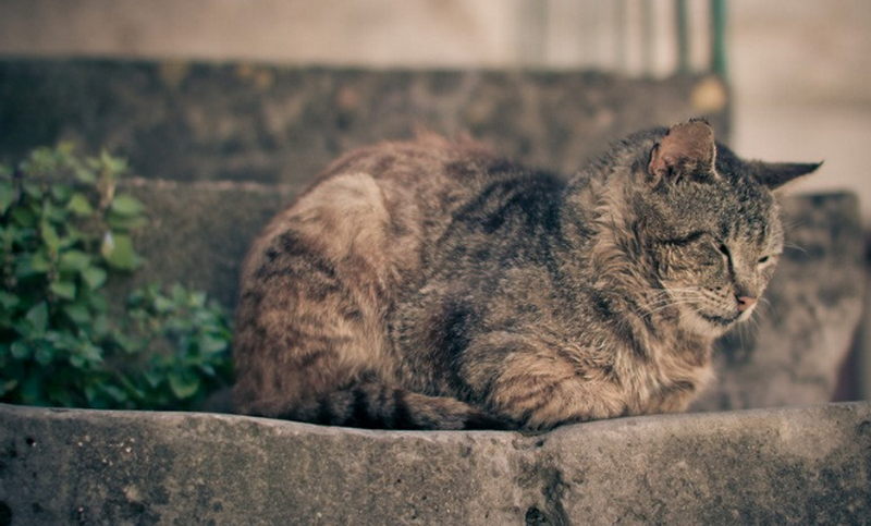 Год тюрьмы за брошенное животное в Италии!