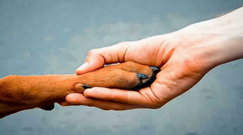 Год тюрьмы за брошенное животное в Италии!