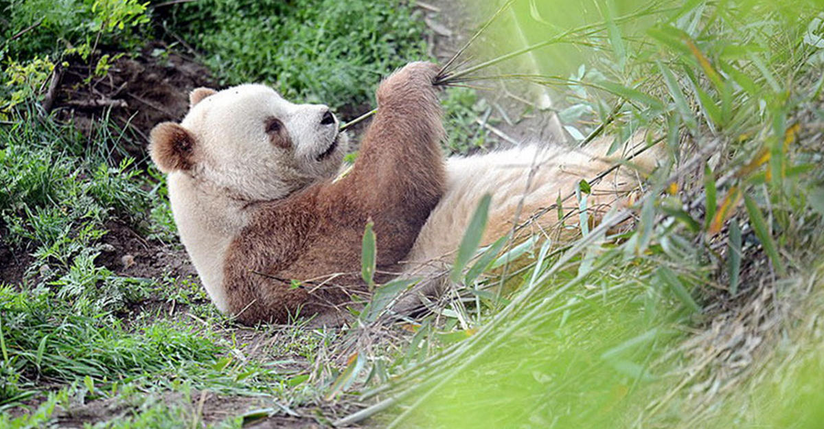 Единственная в мире коричневая панда, которую отвергли сородичи