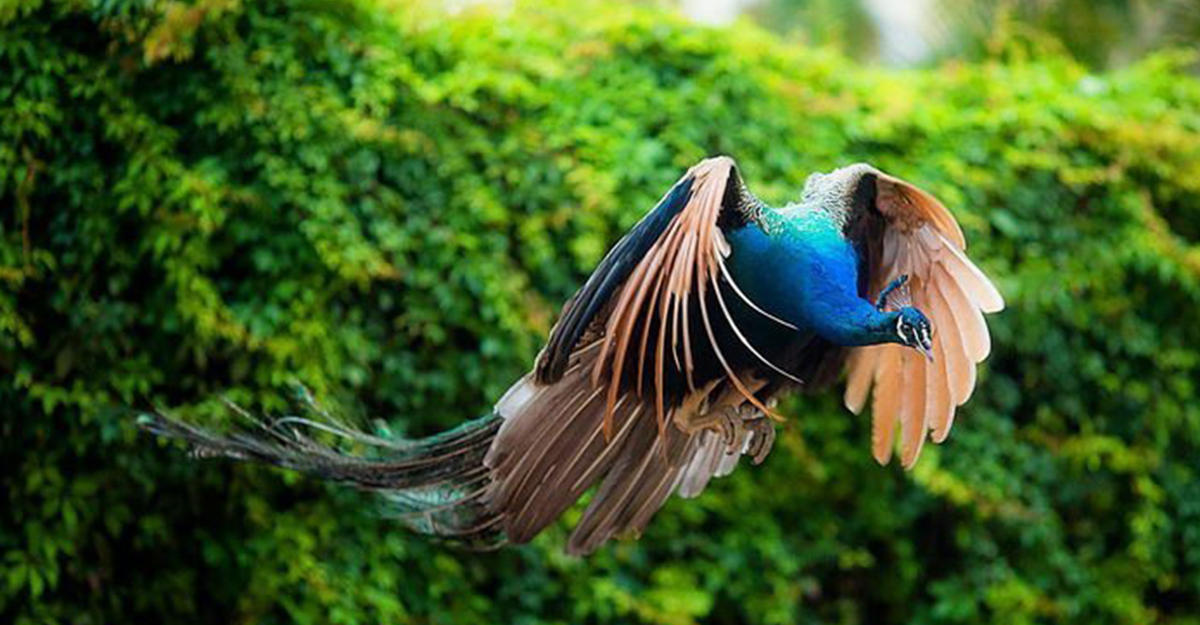 Самая редкая птица красивые фото и картинки