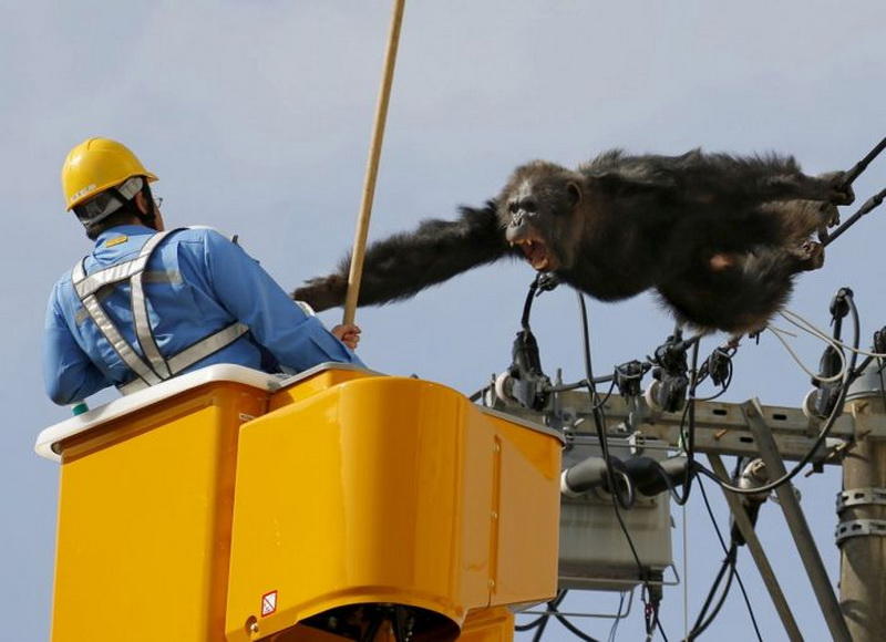 Male chimpanzee Chacha screams after escaping from nearby Yagiyama Zoological Park as a man tries to capture him on the power lines at a residential area in Sendai, northern Japan, in this photo taken by Kyodo, April 14, 2016. The chimp was eventually caught after being shot with a tranquilizer gun and falling from the power lines, Kyodo news reported. Mandatory credit REUTERS/Kyodo TPX IMAGES OF THE DAY ATTENTION EDITORS - FOR EDITORIAL USE ONLY. NOT FOR SALE FOR MARKETING OR ADVERTISING CAMPAIGNS. THIS IMAGE HAS BEEN SUPPLIED BY A THIRD PARTY. IT IS DISTRIBUTED, EXACTLY AS RECEIVED BY REUTERS, AS A SERVICE TO CLIENTS. MANDATORY CREDIT. JAPAN OUT. NO COMMERCIAL OR EDITORIAL SALES IN JAPAN. - RTX2A1GO
