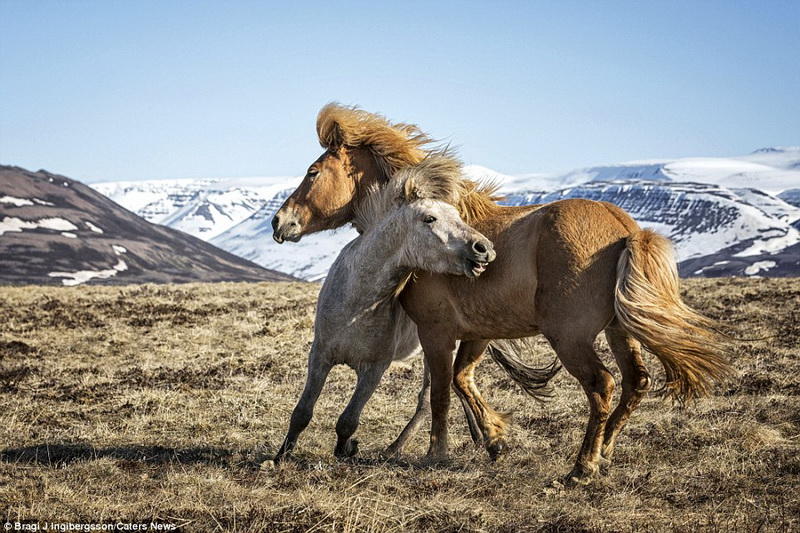 Свободные как ветер дикие лошади на просторах Исландии