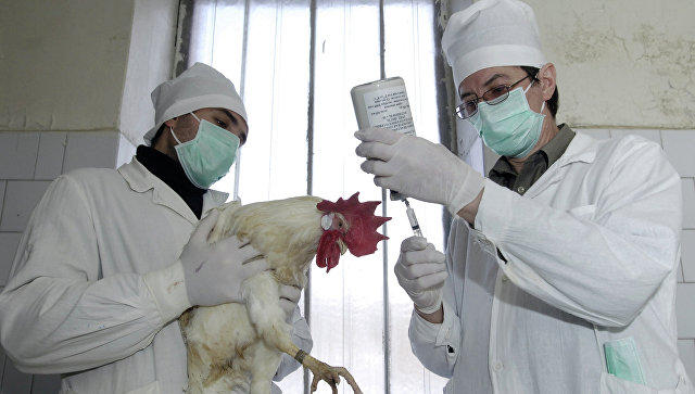 Случай птичьего гриппа выявили в центральном Китае