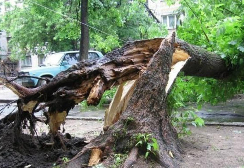 В Гяндже подростка убило дерево