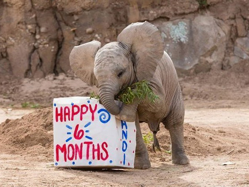 Вот как слоненок из зоопарка отметил свои 6 месяцев