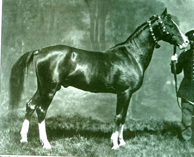 Карабахский скакун – символ Азербайджана (ФОТО)