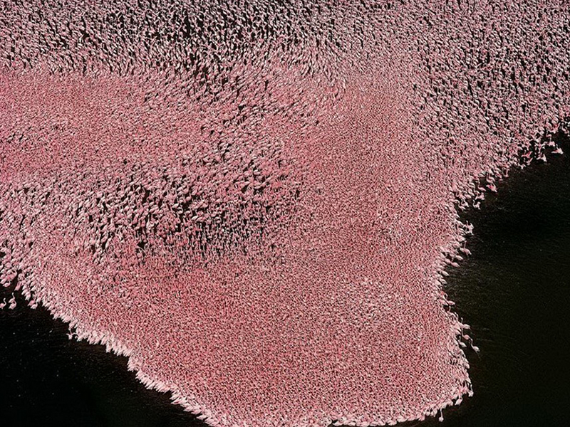 Озеро розовых фламинго, которое поражает своей красотой