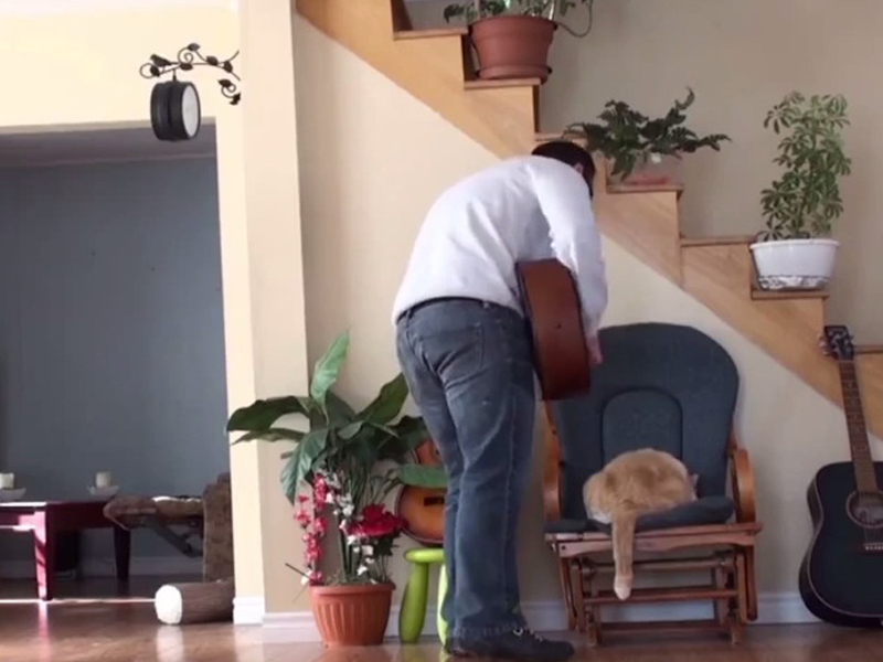 Кот отомстил пнувшему его гитаристу